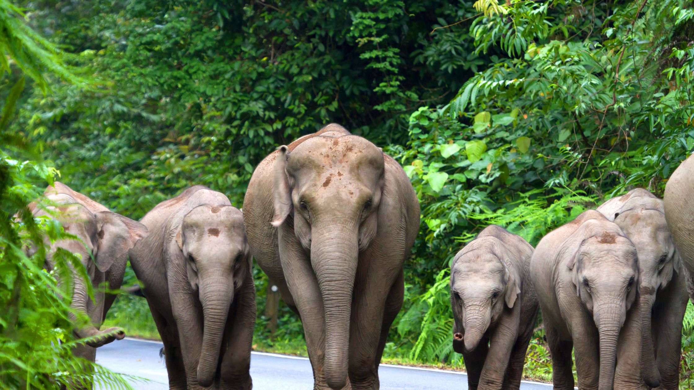 Thailand - Elephants